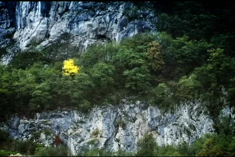 Yellow tree on the side of rock face cliff Stock-Footage 110854