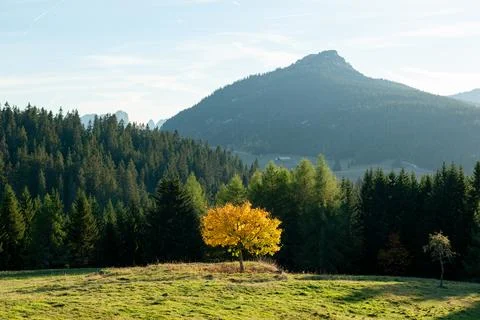 A yellow tree standing in front of a forest of fir trees Stock Photos