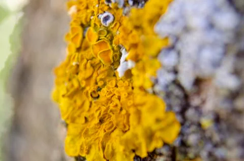 Yellow tree texture Stock Photos