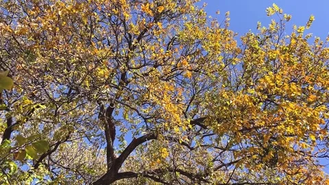 Yellow Tree Top Shot Video stock 245325250