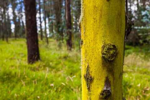 Yellow tree trunk Stock Photos