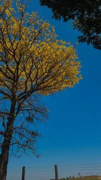 Yellow Tree under Blue Sky Stock Photos