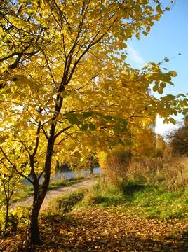 Yellow tree under the sun Stock Photos