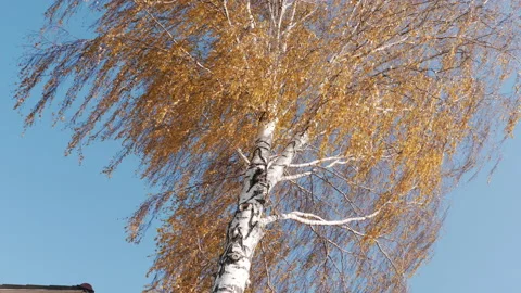 Yellow tree in the wind, autumn Stock Footage 168893506