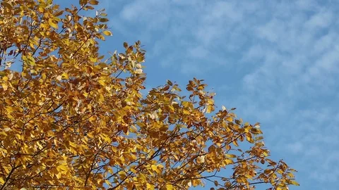 Yellow tree on the wind with copyspace Stock Footage 103829782