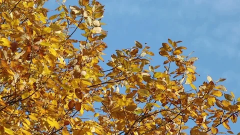 Yellow tree on the wind Stock Footage 103829735