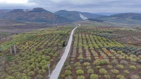 Yellow trees in agricultural fields Stock Footage 295433943