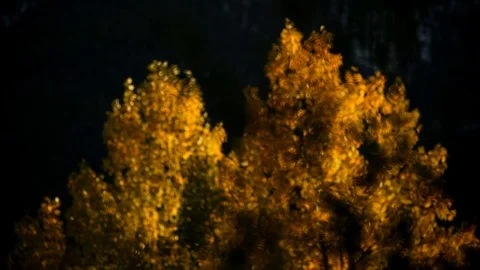Yellow trees and a bush Stock Footage 101988710