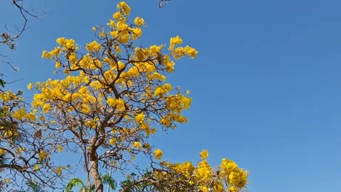 ํYellow Trees and Fresh Leaves in a Public Park Nature Scene Stock Footage 323345971
