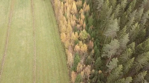 Yellow trees in autumn colours on side of a field Stock Footage 122030985