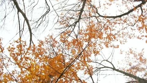 Yellow trees on the autumn day. The camera rotates 360 degrees. Stock Footage 143929599