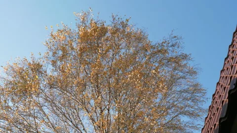 Yellow trees, autumn Video stock 171030952