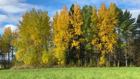 Yellow trees in autumn Stock Footage 287814769