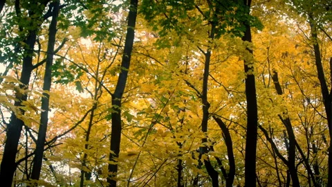 Yellow Trees in Autumn Forest Video stock 106976287