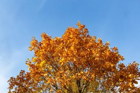 Yellow trees on a blue sky background. Autumn in Russia. Stock Photos