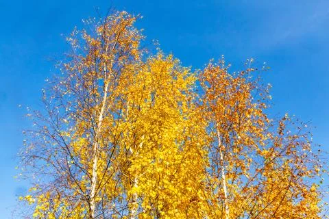 Yellow trees on a blue sky background. Autumn in Russia. Stock Photos
