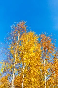 Yellow trees on a blue sky background. Autumn in Russia. Stock Photos