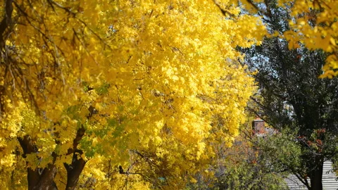 Yellow trees cast warm shadows on a residential street full of fallen leaves and Vidéo 304472488