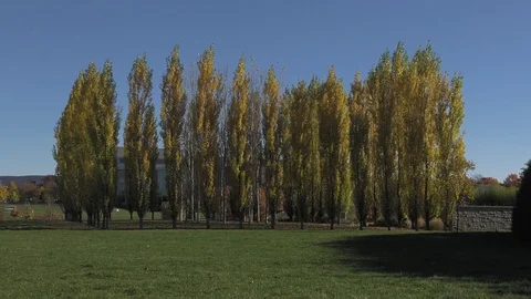 Yellow Trees in Fall on a Clear Day Stock Footage 76593808