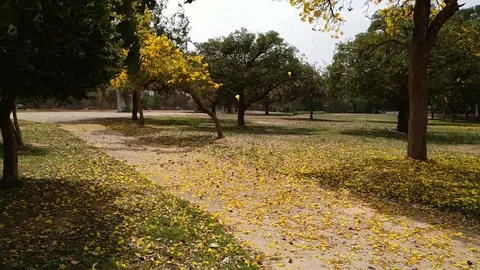 Yellow trees falling from a tree in a park creating a beautiful flower bed Stock Footage