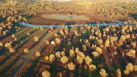 Yellow trees on a flooded field casting long shadows, on a sunny afternoon Stock Footage 143126532