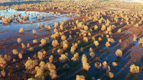 Yellow trees on a flooded field casting long shadows, on a sunny afternoon Stock Footage 143126904