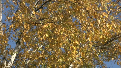 Yellow trees 動画素材 998061