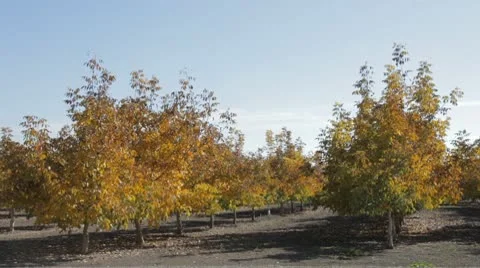 Yellow Trees Stock Footage