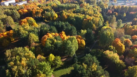 Yellow trees Stock Footage 163235595