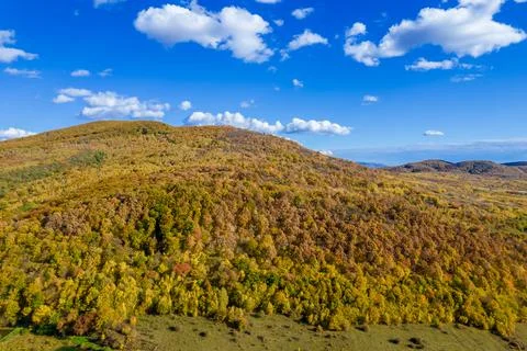 Yellow trees in the forest, blue sky over the forest. Autumn forest on the hi Stock Photos