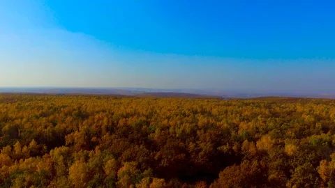 Yellow trees to the horizon Stock Footage 97856549