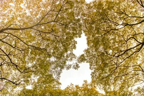 Yellow trees from low angle. trees with yellow leaves, yellow sky and sun l.. Stock Photos