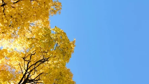 Yellow trees maple in the autumn forest against the blue sky, camera movement Video stock 97833028