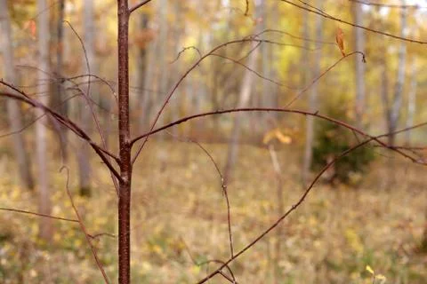 Yellow trees in october Stock Photos