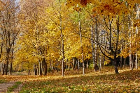Yellow trees in october Stock Photos