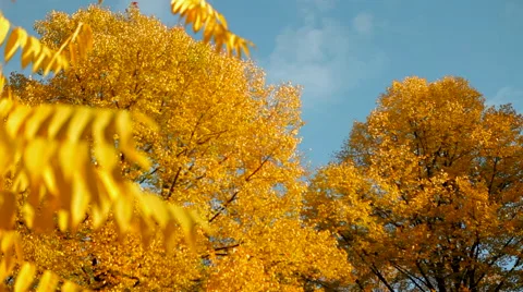 Yellow trees in the park Stock Footage 41437520
