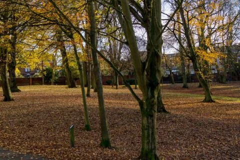 Yellow trees in a park Stock Photos