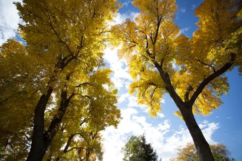 Yellow Trees Fotos de archivo