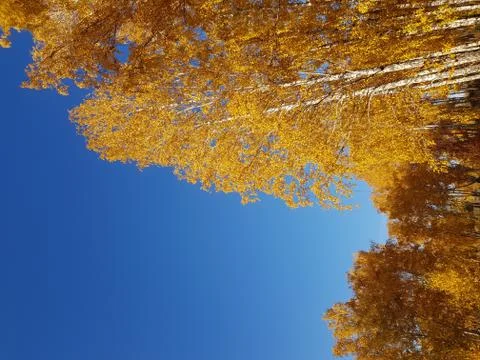 Yellow trees Stock Photos