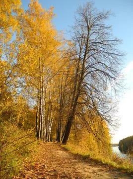 Yellow trees Stock Photos