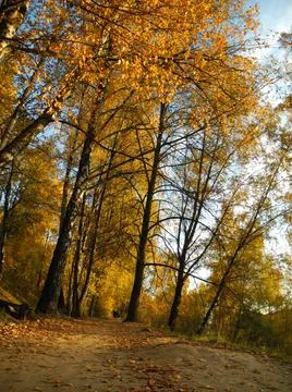 Yellow trees Stock Photos
