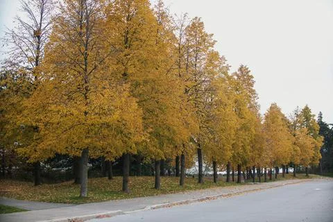 Yellow Trees Stock Photos