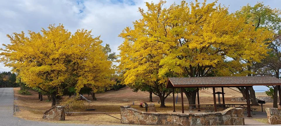 Yellow trees Stock Photos