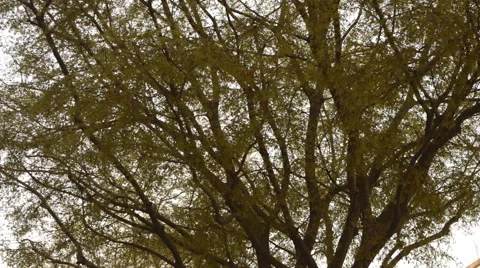 Yellow Trees Residential Stock Footage 50433728