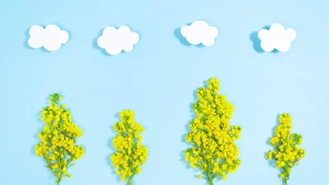 Yellow Trees vse Stock Footage 330858285