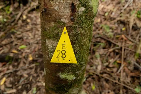 Yellow Triangle Tag Tree Trunk Numbered 스톡 사진