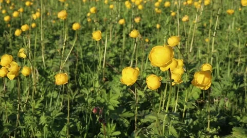 Yellow Trollius europaeus Stock Footage 199792495