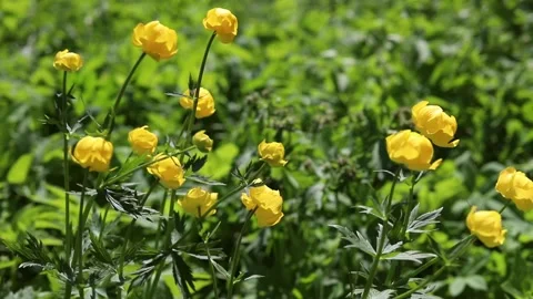 Yellow trollius (globeflower) among green grass sway in the wind Stock Footage 154690761