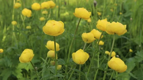 Yellow Trollius. Globeflower or globe flower Stock Footage 132132712