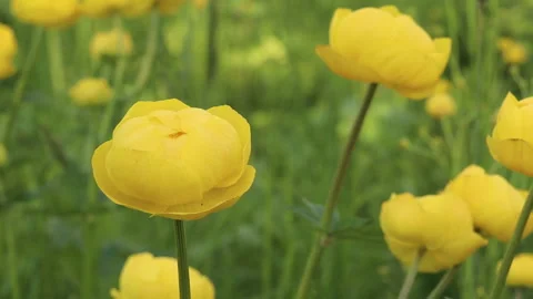 Yellow Trollius. Globeflower or globe flower Stock Footage 132132802